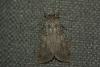 Peridroma saucia